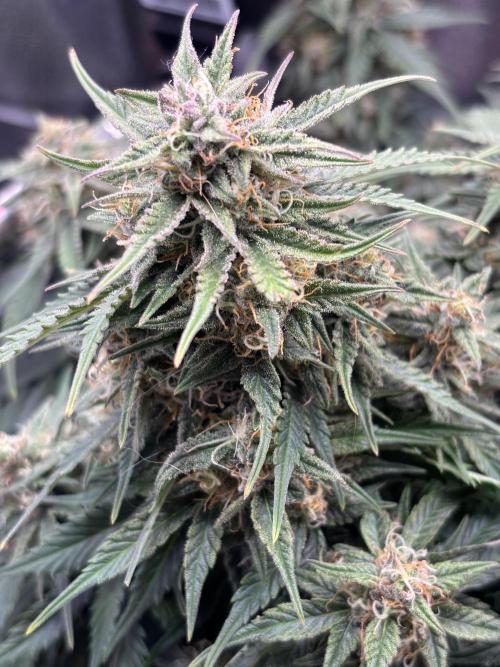 The second grow, winter is coming. Week 9