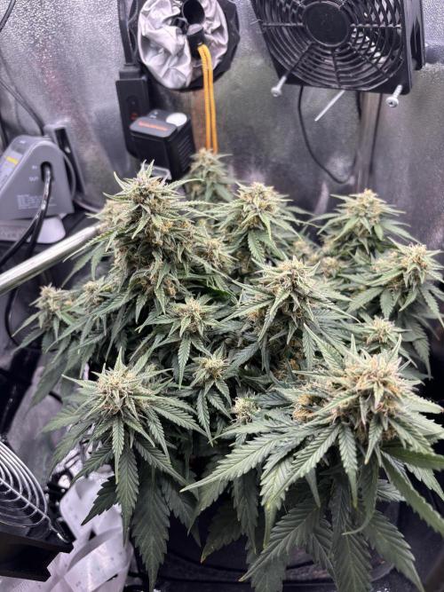 The second grow, winter is coming. Week 9