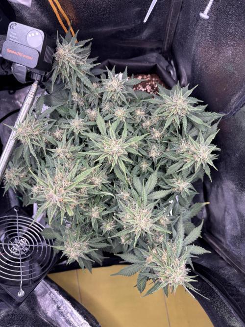 The second grow, winter is coming. Week 9