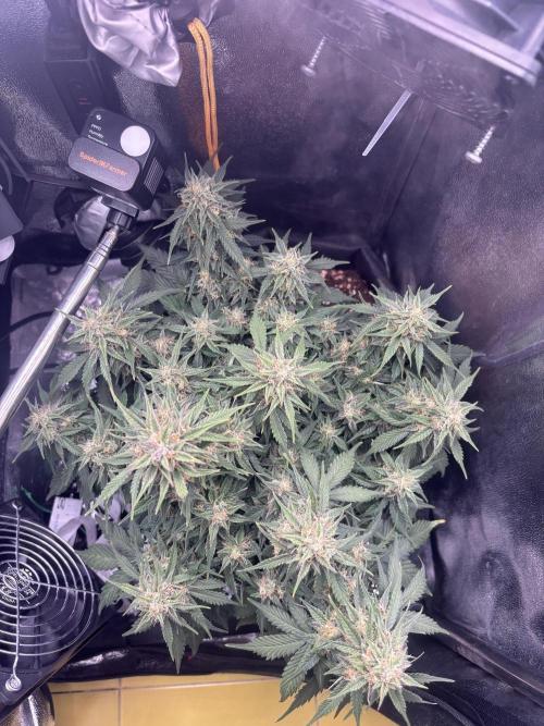 The second grow, winter is coming. Week 9