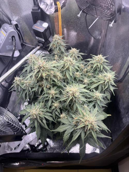 The second grow, winter is coming. Week 9