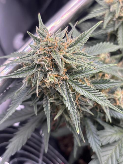 The second grow, winter is coming. Week 9