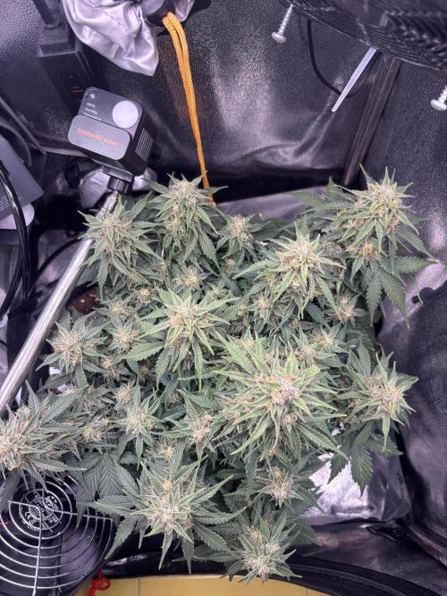 The second grow, winter is coming. Week 9