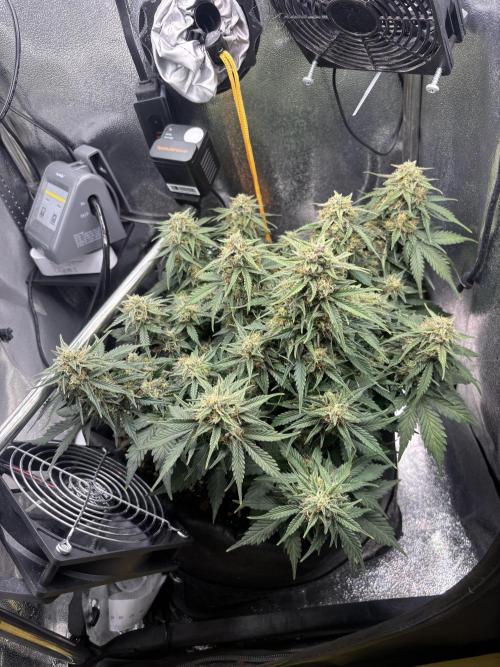 The second grow, winter is coming. Week 9