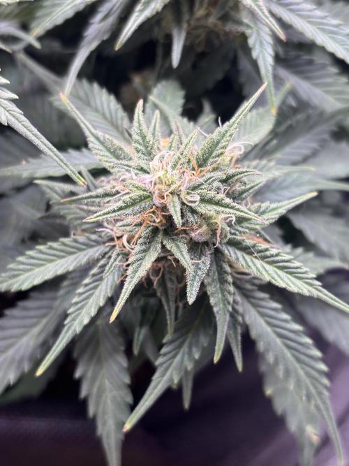 The second grow, winter is coming. Week 9