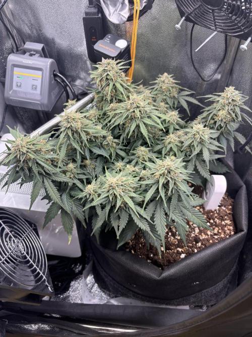 The second grow, winter is coming. Week 9