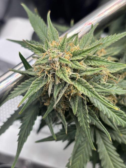 The second grow, winter is coming. Week 9