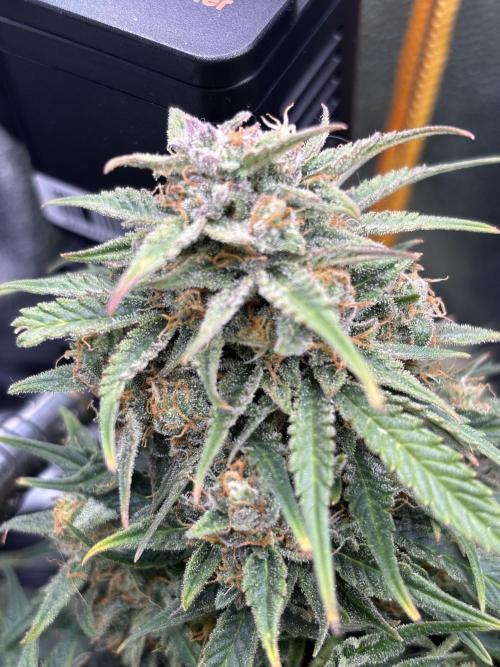 The second grow, winter is coming. Week 9