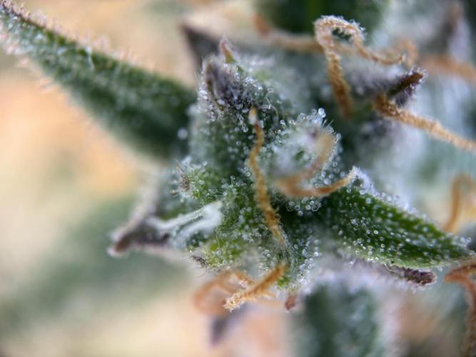 The second grow, winter is coming. Week 9