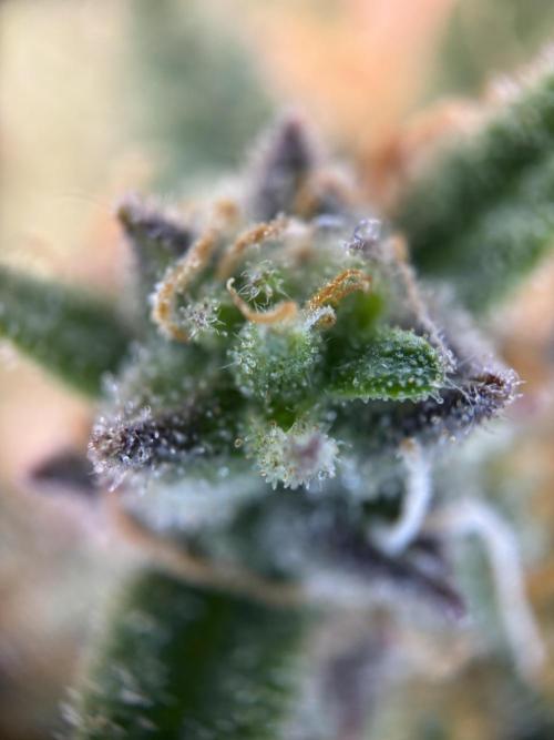 The second grow, winter is coming. Week 9