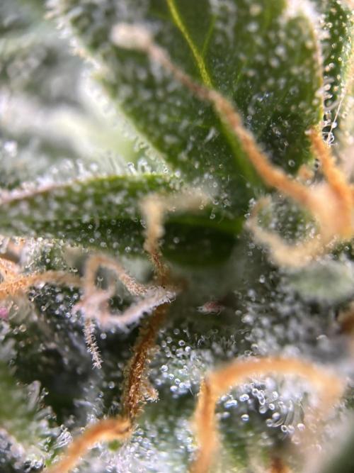 The second grow, winter is coming. Week 9