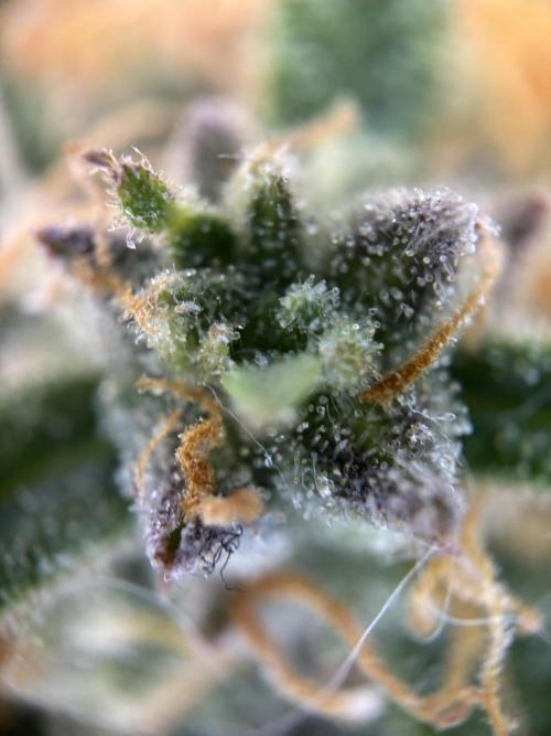 The second grow, winter is coming. Week 9