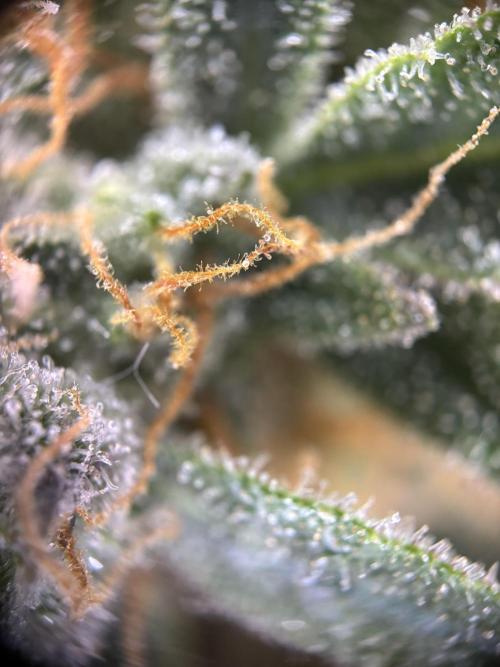 The second grow, winter is coming. Week 9