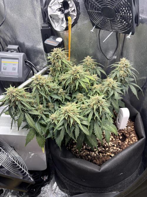 The second grow, winter is coming. Week 9