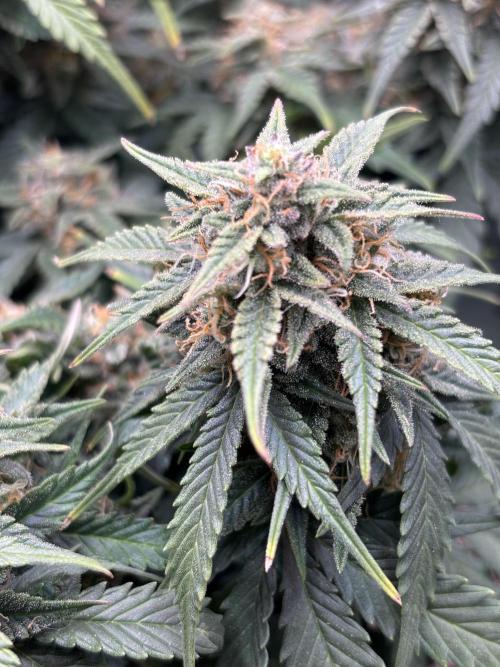 The second grow, winter is coming. Week 9