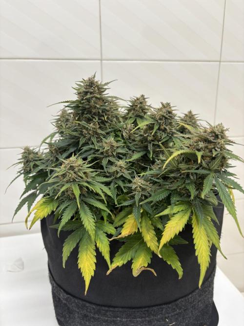 The second grow, winter is coming. Week 10