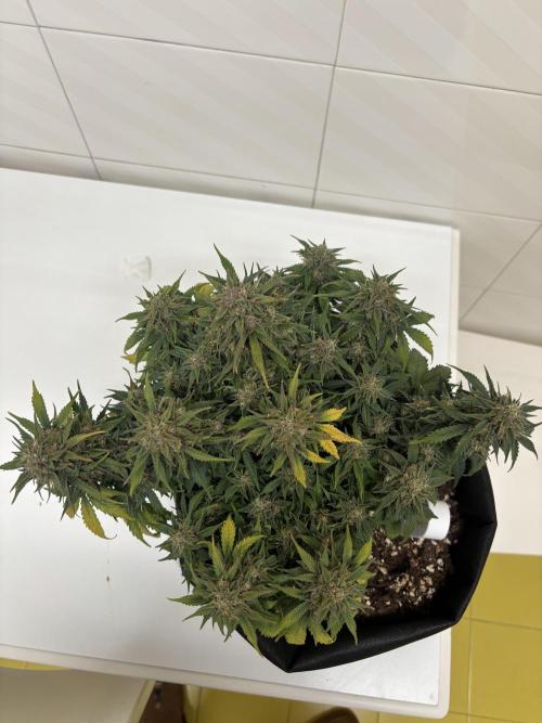 The second grow, winter is coming. Week 10