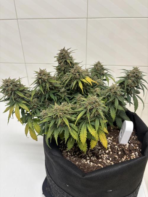 The second grow, winter is coming. Week 10