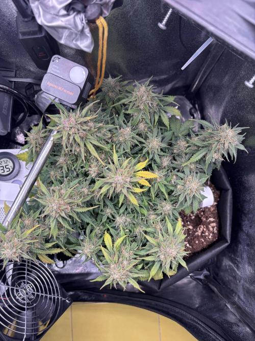 The second grow, winter is coming. Week 10