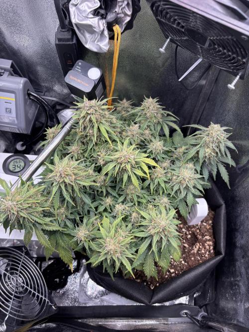 The second grow, winter is coming. Week 10