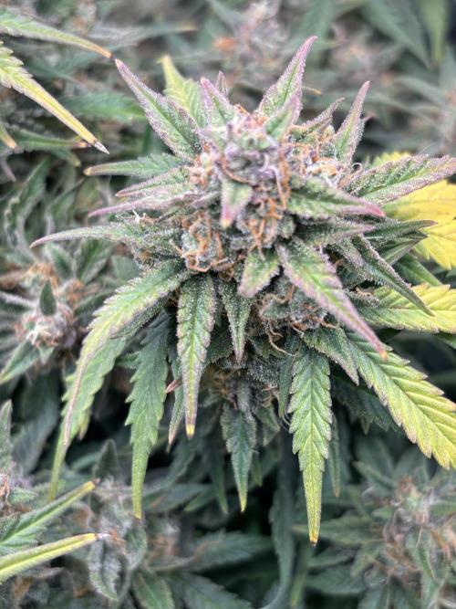 The second grow, winter is coming. Week 10