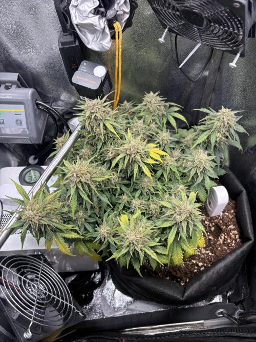 The second grow, winter is coming. Week 10