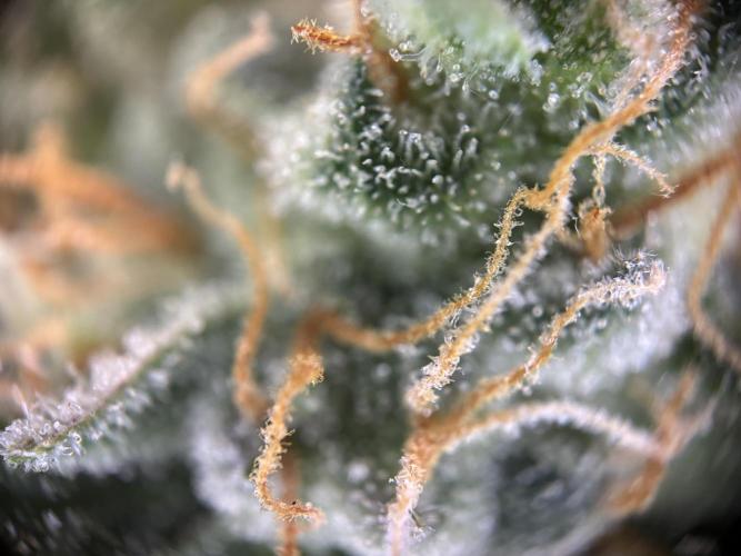 The second grow, winter is coming. Week 10