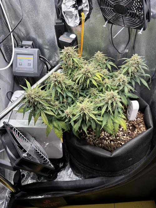 The second grow, winter is coming. Week 10