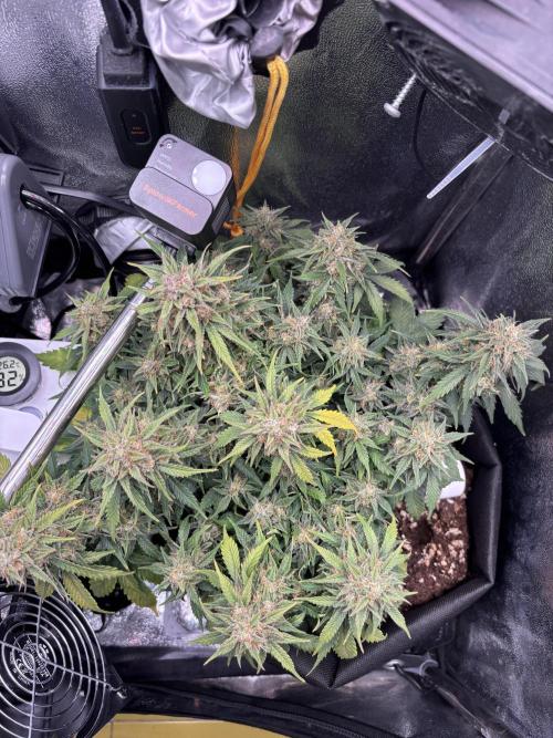 The second grow, winter is coming. Week 10