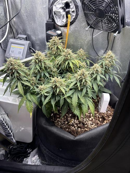 The second grow, winter is coming. Week 10