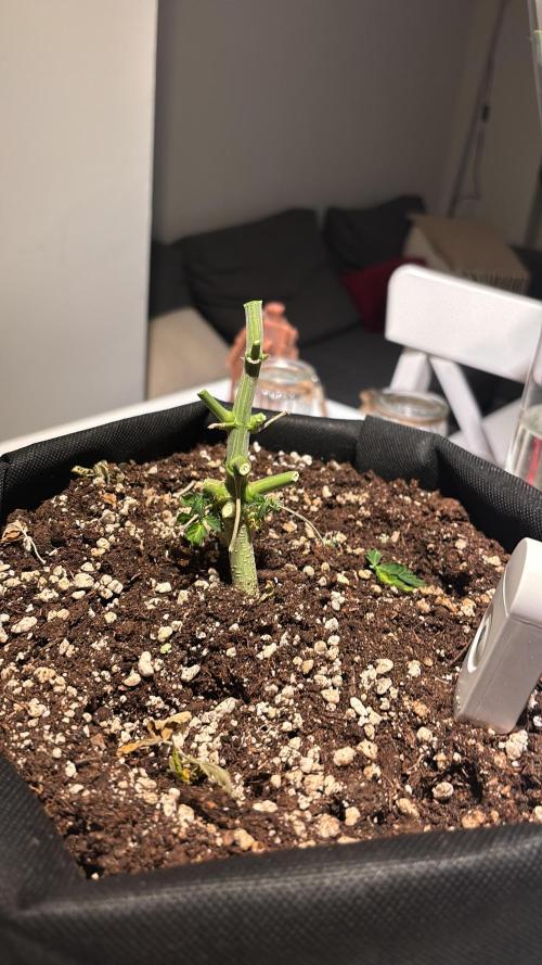 The second grow, winter is coming. Week 10