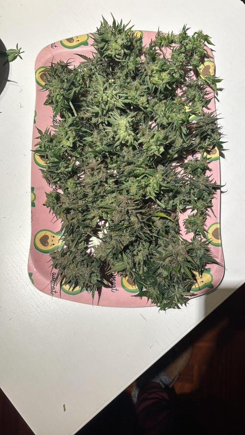 The second grow, winter is coming. Week 10