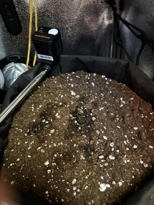 Spring Amnesia Haze. Week 0