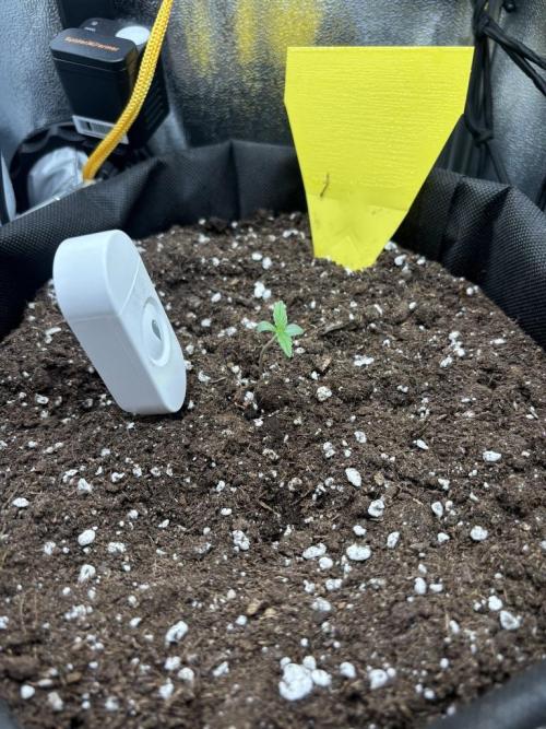 Spring Amnesia Haze. Week 0