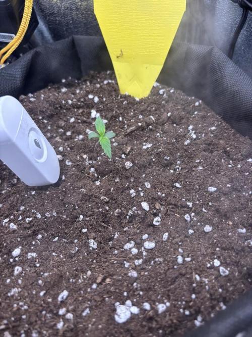 Spring Amnesia Haze. Week 0