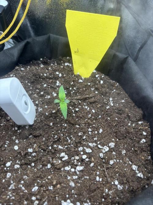 Spring Amnesia Haze. Week 0