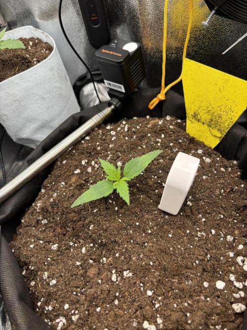 Spring Amnesia Haze. Week 1