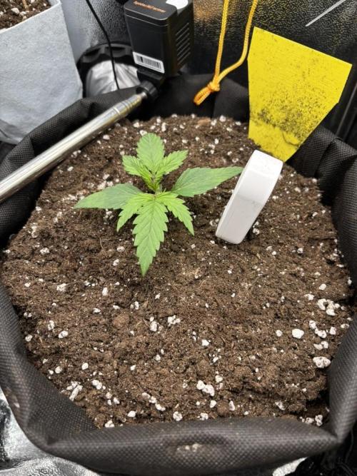 Spring Amnesia Haze. Week 1