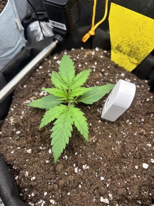 Spring Amnesia Haze. Week 1