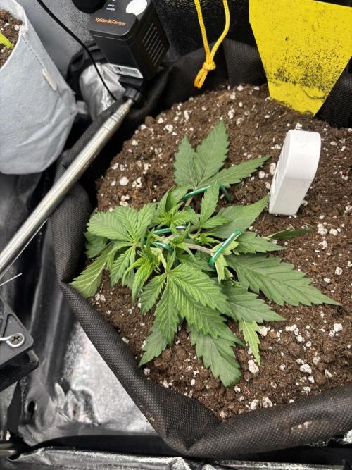 Spring Amnesia Haze. Week 2
