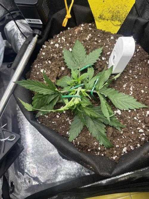 Spring Amnesia Haze. Week 2