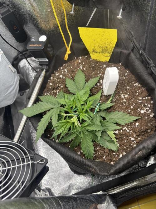 Spring Amnesia Haze. Week 3