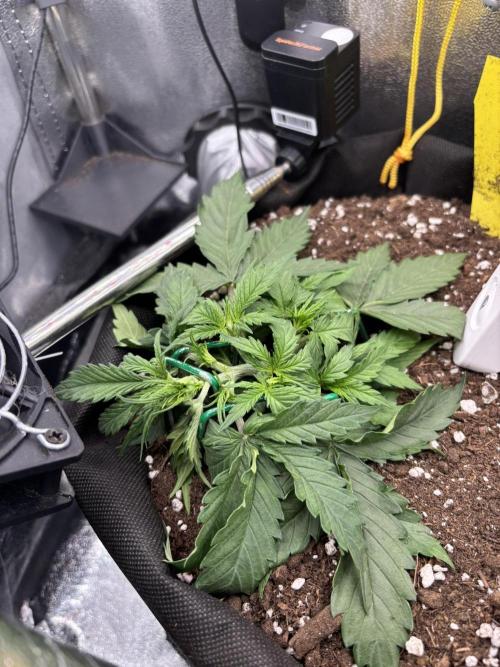 Spring Amnesia Haze. Week 3