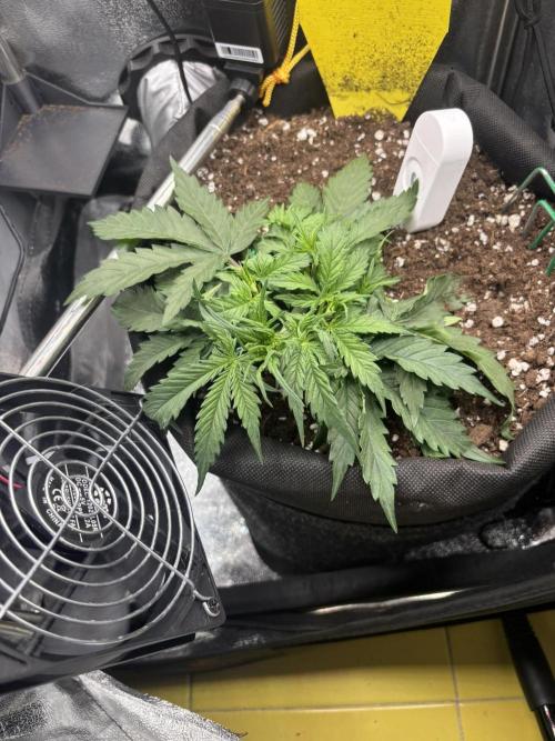 Spring Amnesia Haze. Week 3