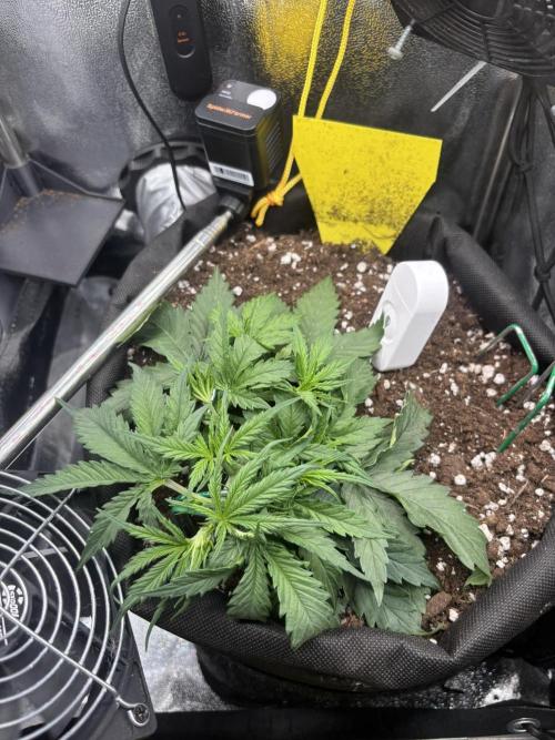 Spring Amnesia Haze. Week 3