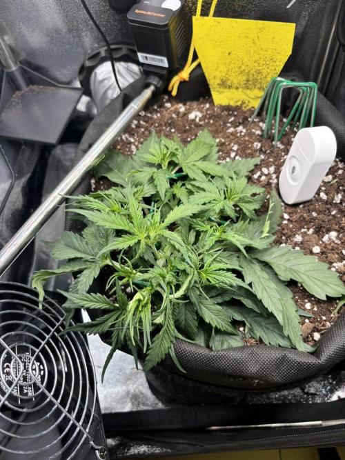 Spring Amnesia Haze. Week 3