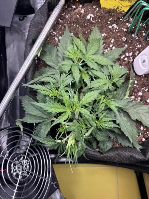 Spring Amnesia Haze. Week 3