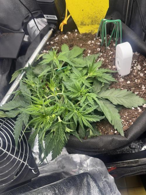 Spring Amnesia Haze. Week 3