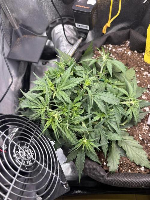 Spring Amnesia Haze. Week 4