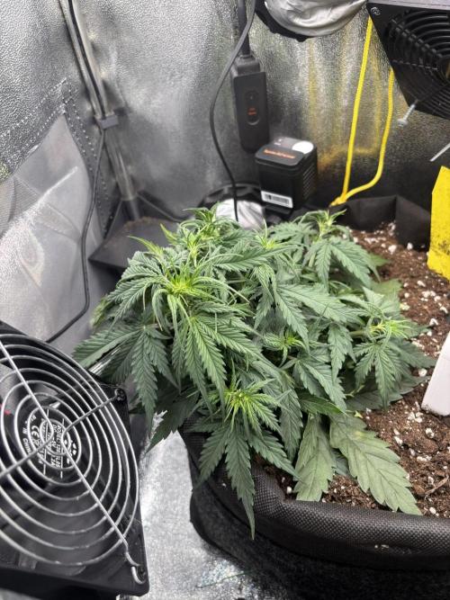 Spring Amnesia Haze. Week 4